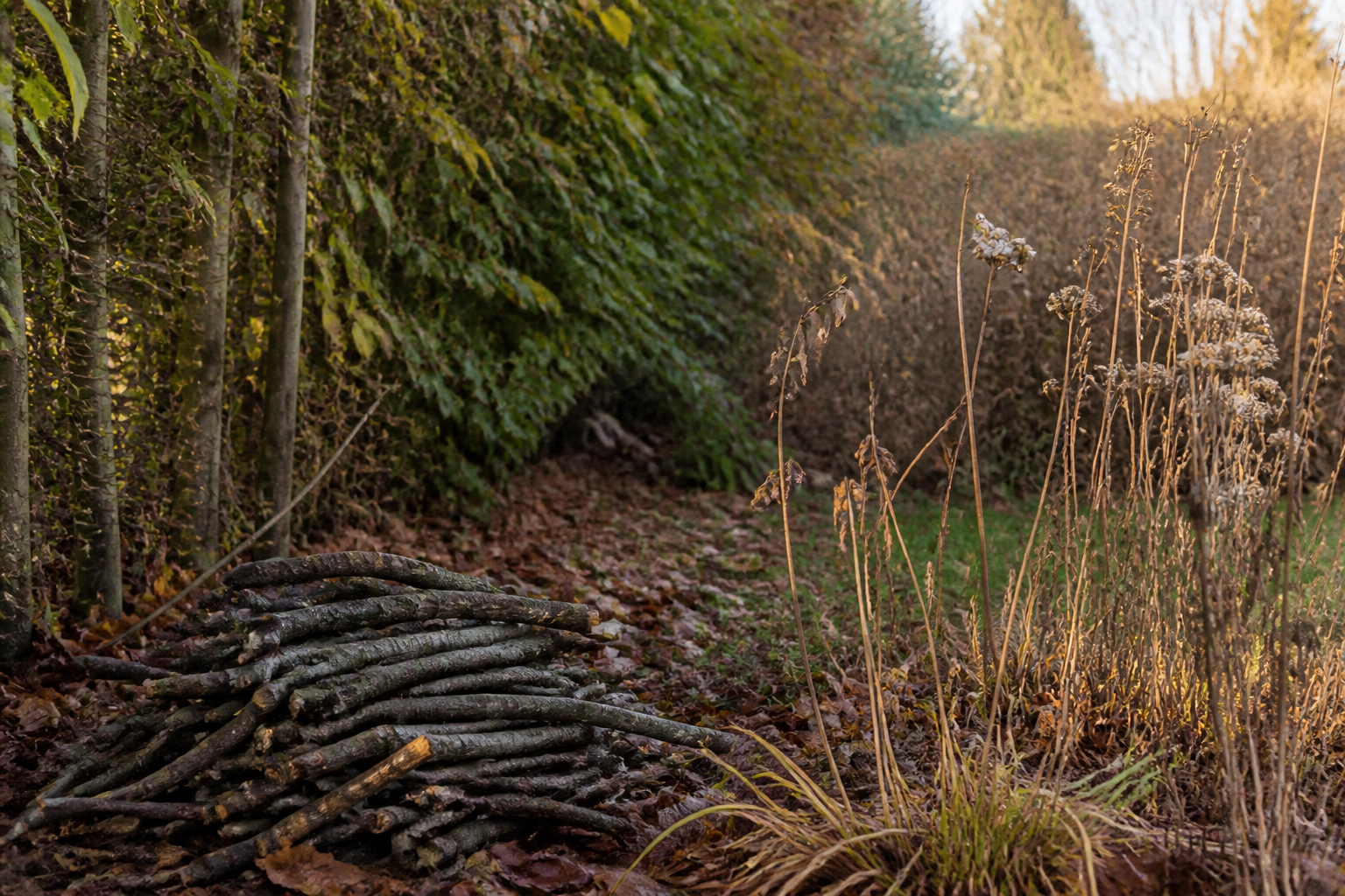 Gartenecke im Spätherbst mit aufgeschichtetem Reisighaufen und bunten Blättern unter Sträuchern
